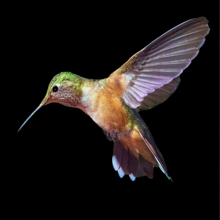 Hummingbird photo by DR. John P. Schaefer