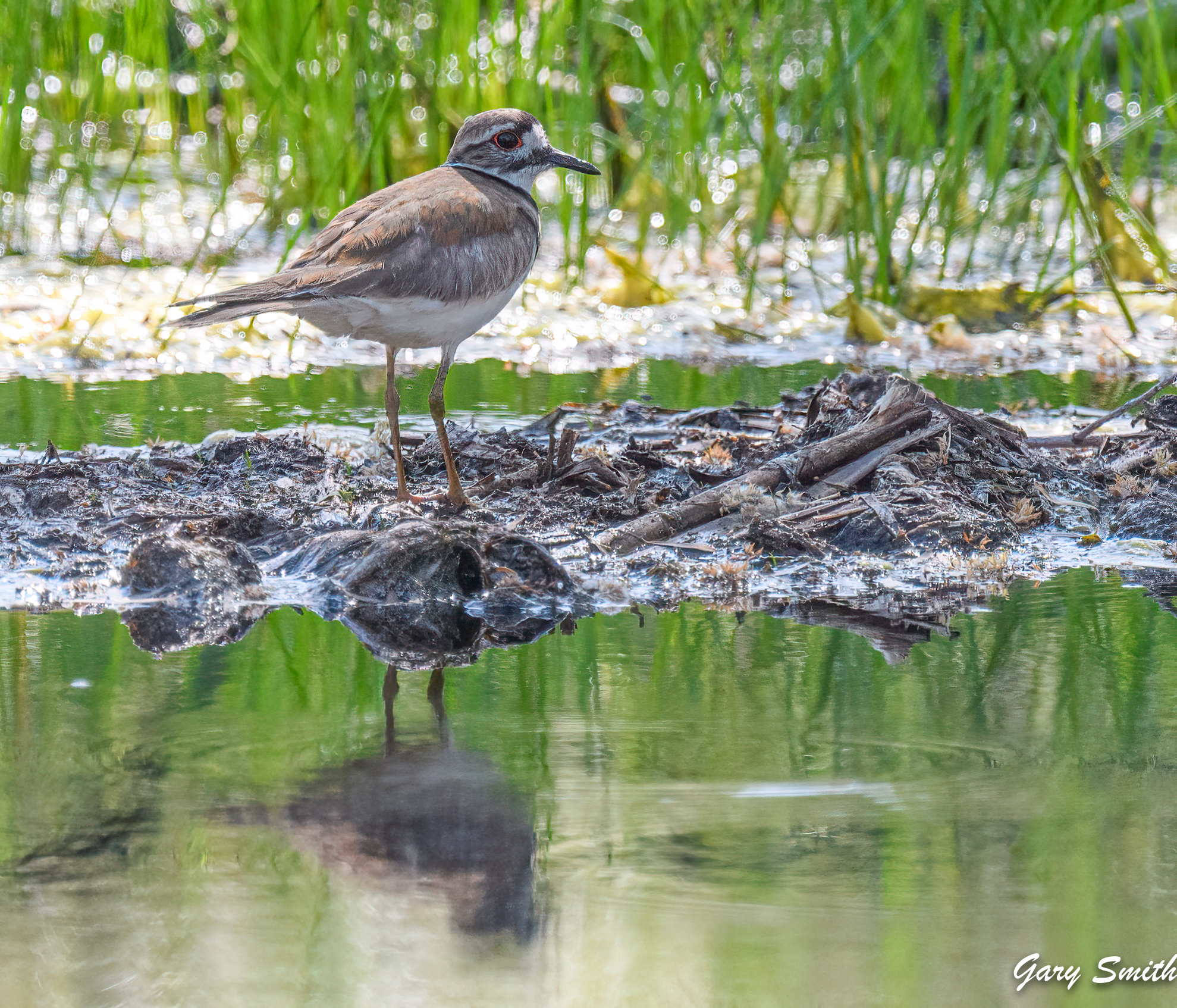A killdeer at the Amerind Bird Pond